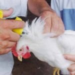 Inyección a un pollo de engorde