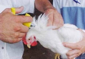 Inyección a un pollo de engorde