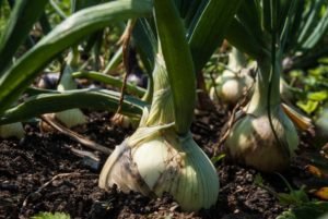 Cultivo de cebolla - Varias plantas de cebollas al ras del suelo