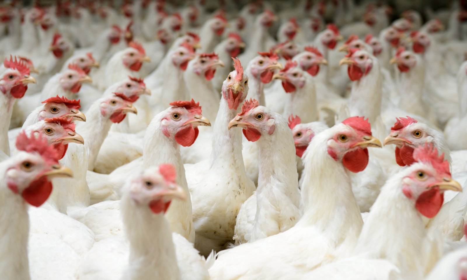 Pollos de engorde - Muchos pollos blancos mirando al frente