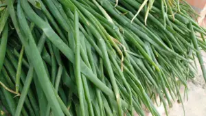Cultivo de cebolla - Hoja de la cebolla