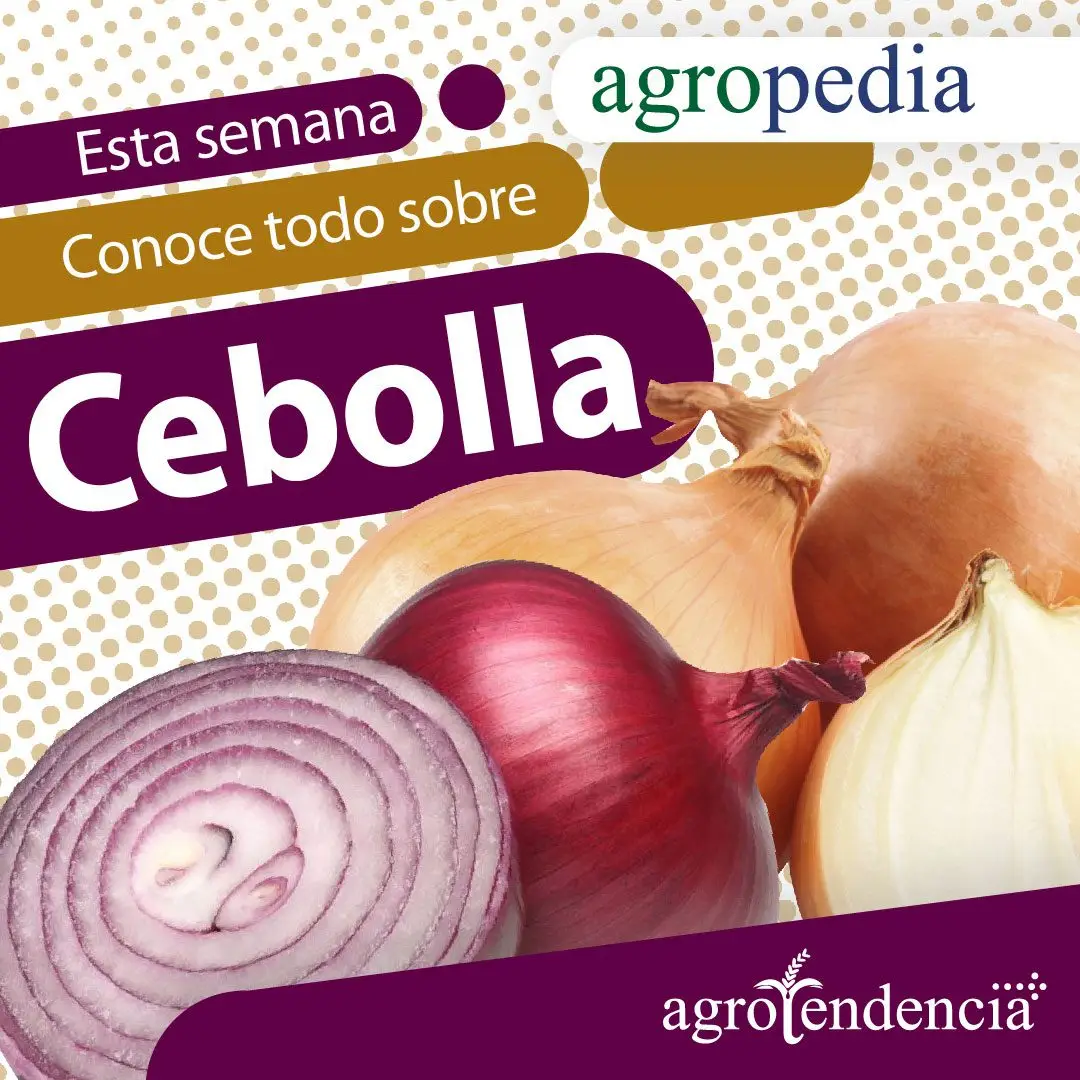 Cultivo de cebolla - Cebollas blancas y moradas