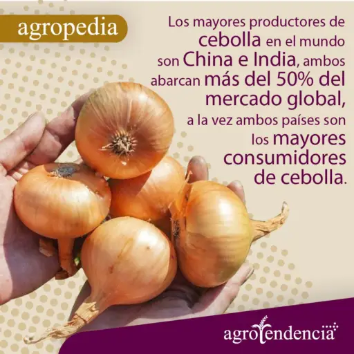 Cultivo de cebolla - Cebollas blancas tomadas con las manos