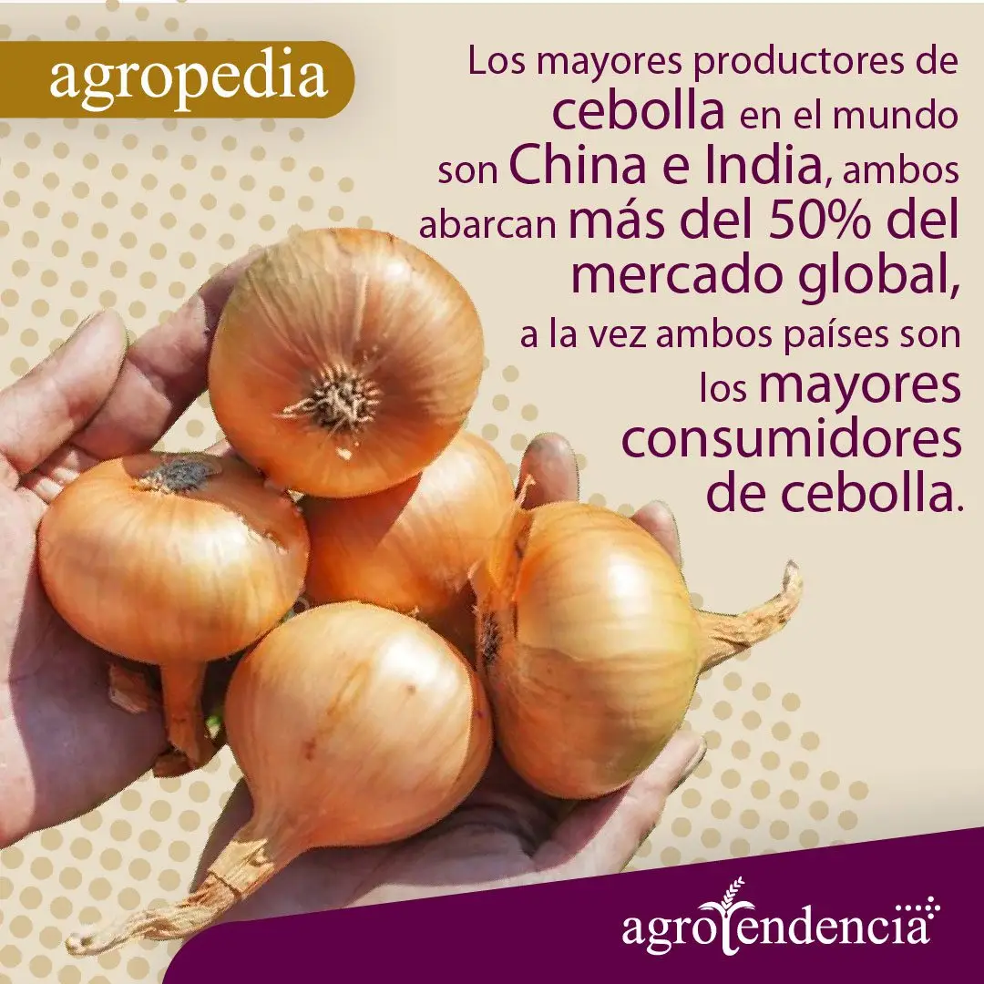 Cultivo de cebolla - Cebollas blancas tomadas con las manos