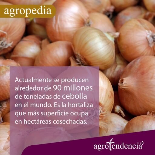 Cultivo de cebolla - Cebollas blancas