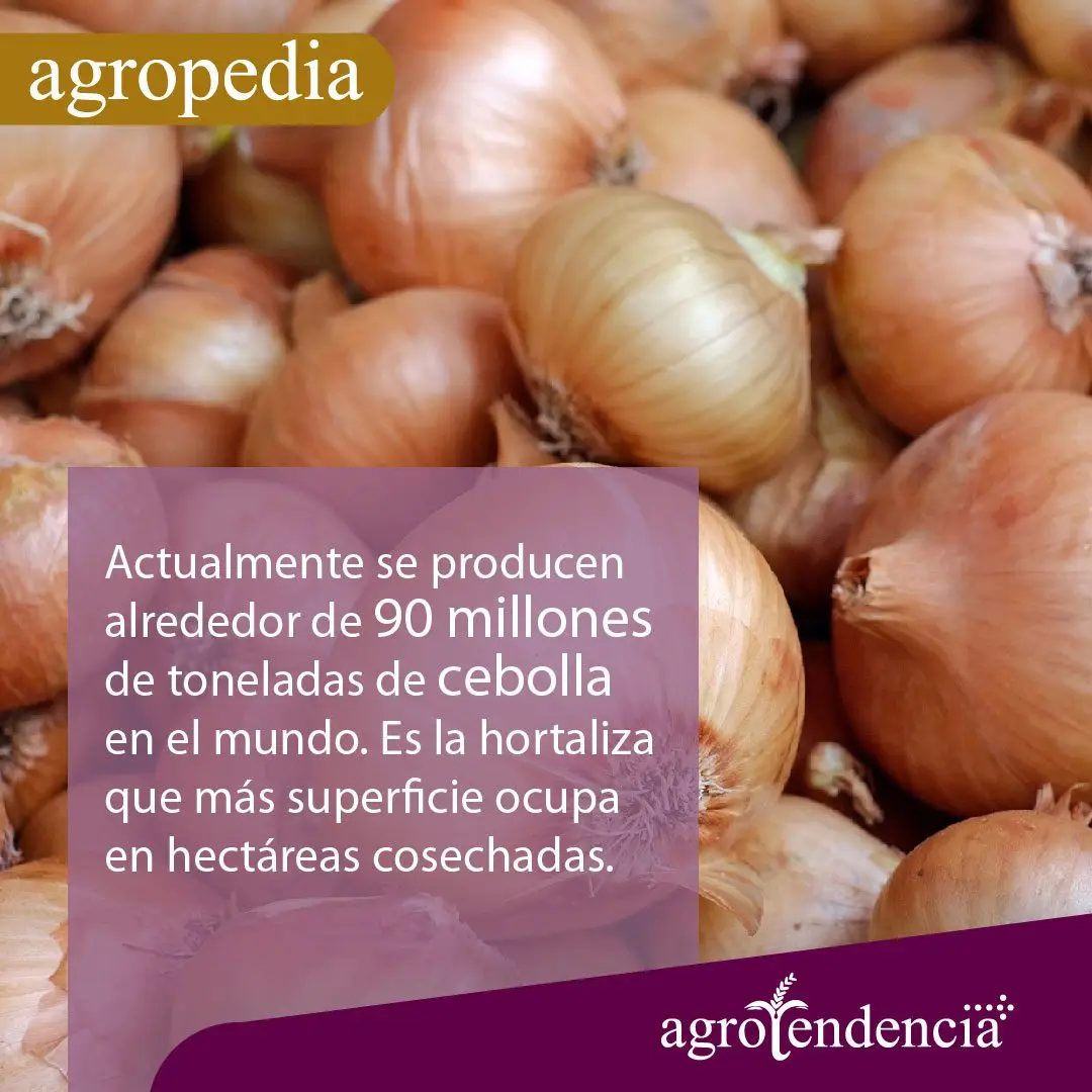 Cultivo de cebolla - Cebollas blancas
