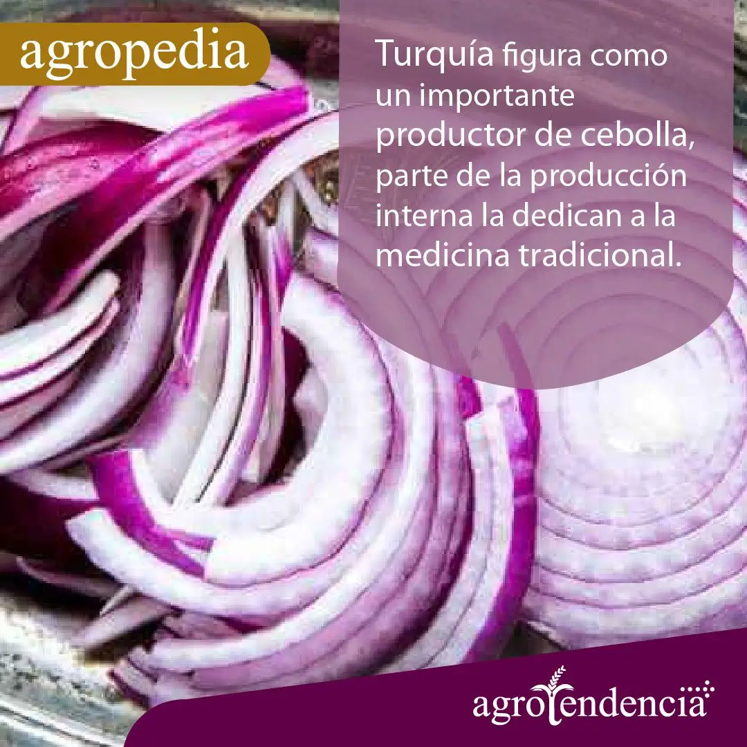 Cultivo de cebolla - Rebanadas de cebolla morada