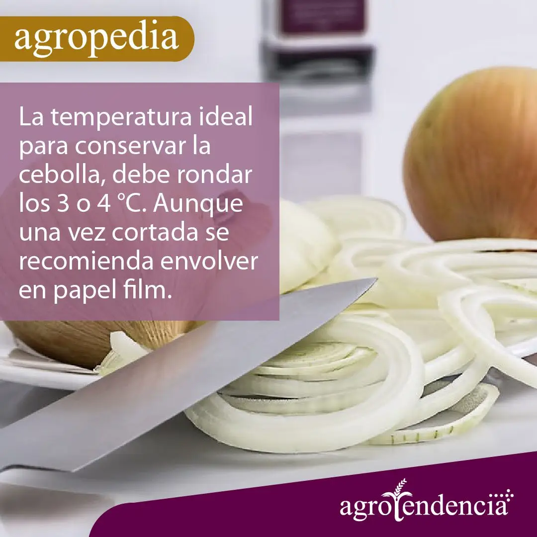 Cultivo de cebolla - Un plato blanco con rebanadas de cebolla blanca