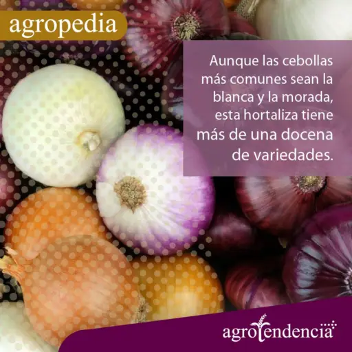 Cultivo de cebolla - Cebollas, blancas, moradas, de capas naranjas