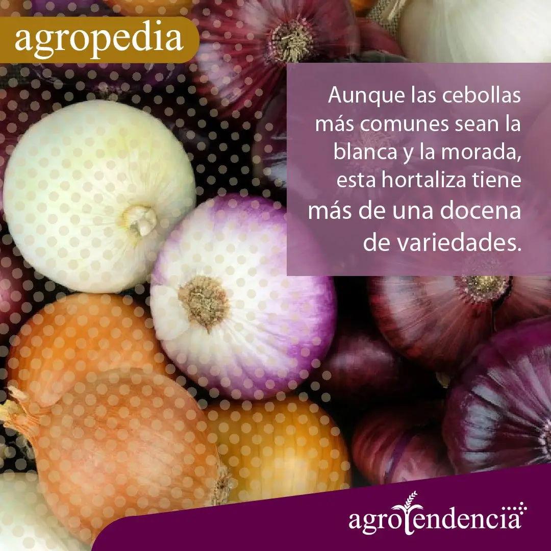 Cultivo de cebolla - Cebollas, blancas, moradas, de capas naranjas
