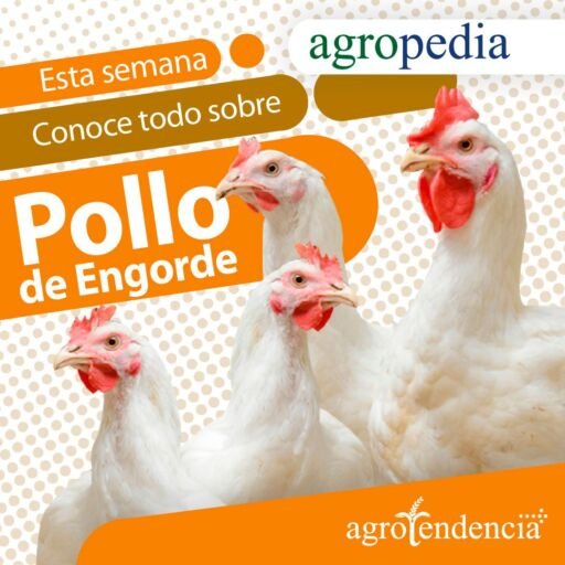 Pollos de engorde Varios pollos blancos