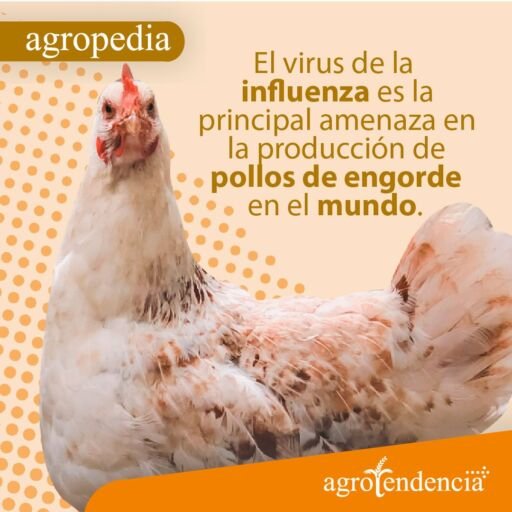 Pollos de engordeUn pollo de perfil de lado