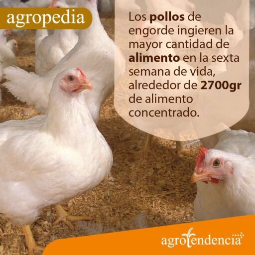 Pollos de engorde - Grupo de pollos