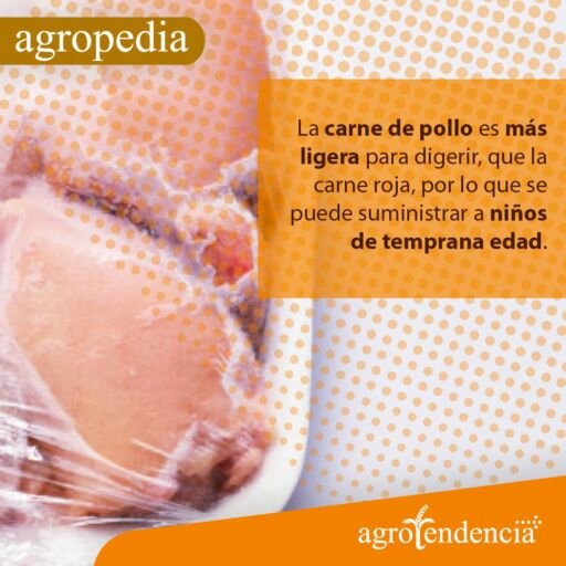 Pollos de engorde - Plato con pechugas crudas de pollo
