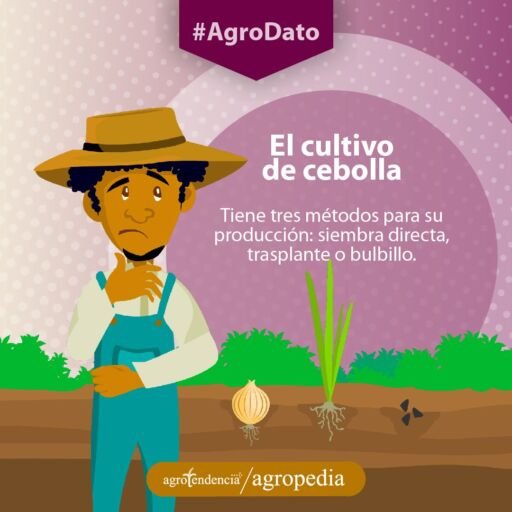 Cultivo de cebolla - Agricultor en siembra de cebolla