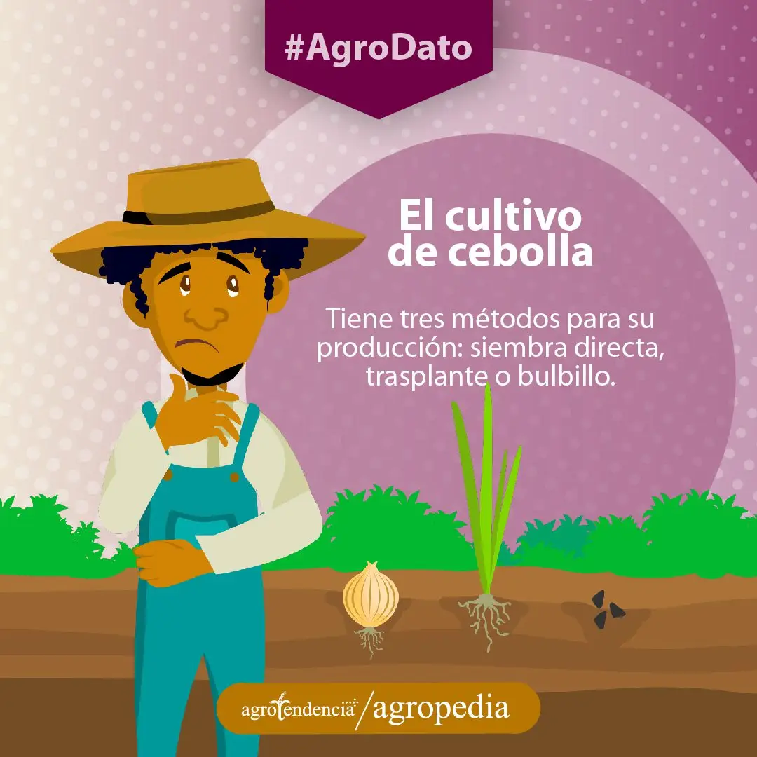 Cultivo de cebolla - Agricultor en siembra de cebolla