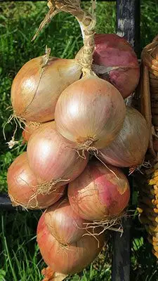 Cultivo de cebolla - Un paquete de cebolla