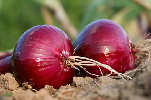 Cultivo de cebolla: cómo es, cuánto dura y su manejo