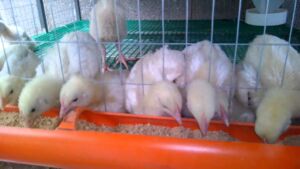 Jaulas y comederos para pollitos bebe