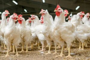 Pollos de engorde: cómo criarlos, razas y alimentación