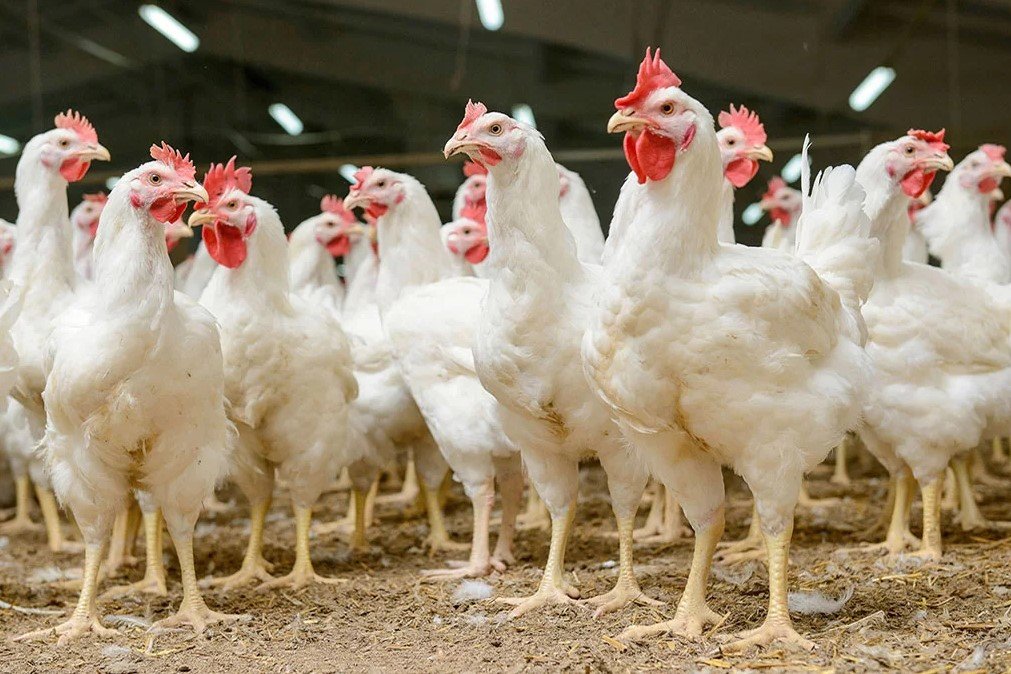 Pollos de engorde: conoce su cría, razas y alimentación