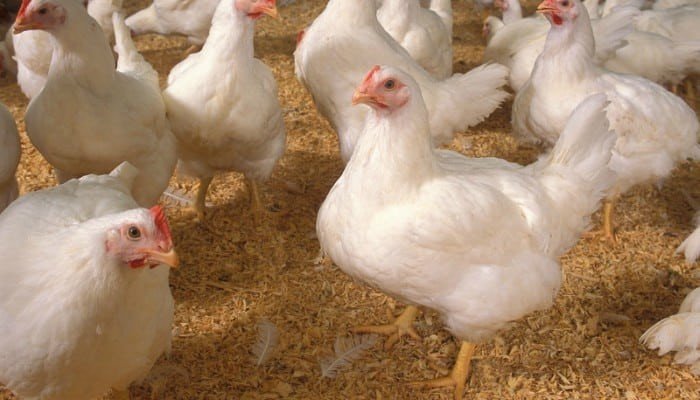 Pollos de engorde -Pollos color blanco sobre piso de cascarilla de arroz