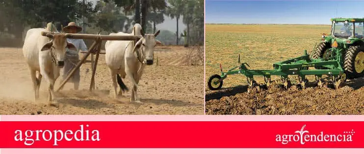 Preparación del terreno para la siembra de fresa Cultivo de fresa - Preparación del suelo, usando fuerza animal o maquinaría