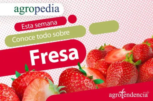 Cultivo de Fresas