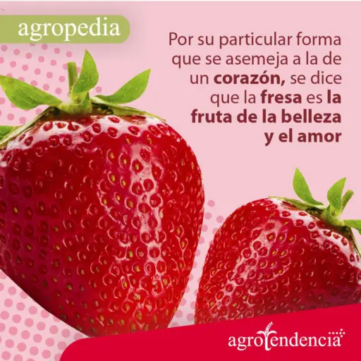 Cultivo de fresa - Dos fresas