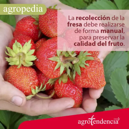 Cultivo de fresa - Manos con fresas