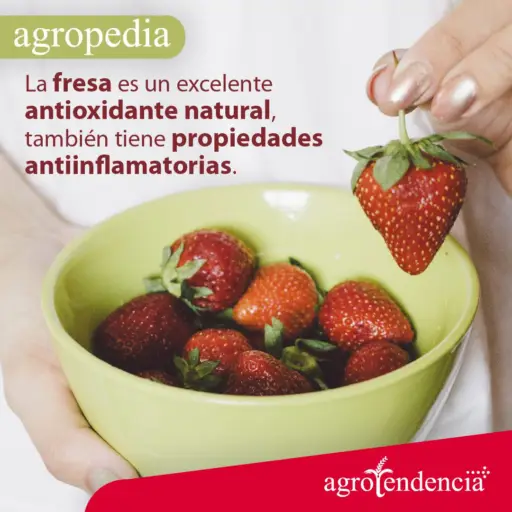 Cultivo de fresa - Una taza con fresas