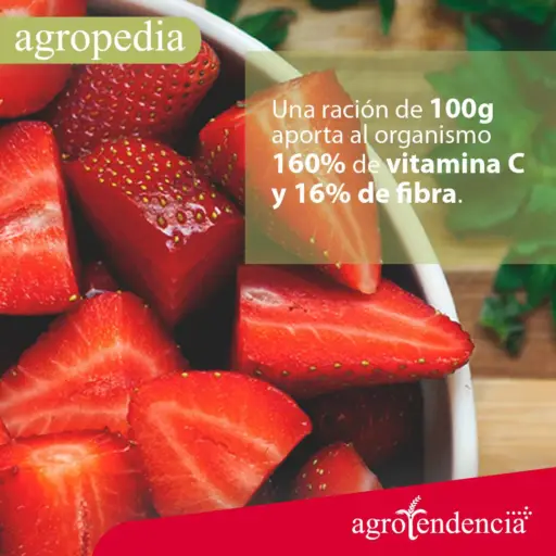 Cultivo de fresa - Taza con trozos de fresas