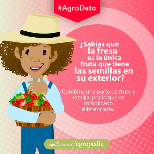 Cultivo de fresa - Dibujo de una mujer con una canasta llena de fresas