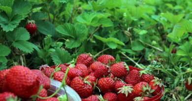 cultivo de fresa - manejo del cultivo de fresa