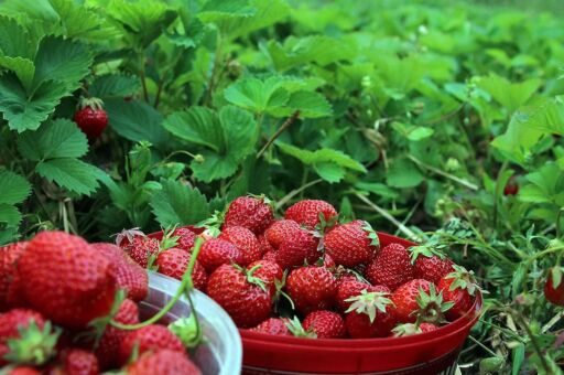 Cultivo de fresa: cuidados, manejo, plagas y enfermedades