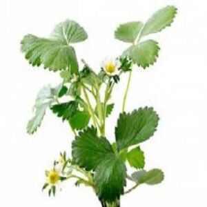 Planta de fresa