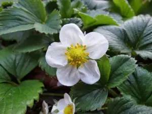 Flor de la fresa