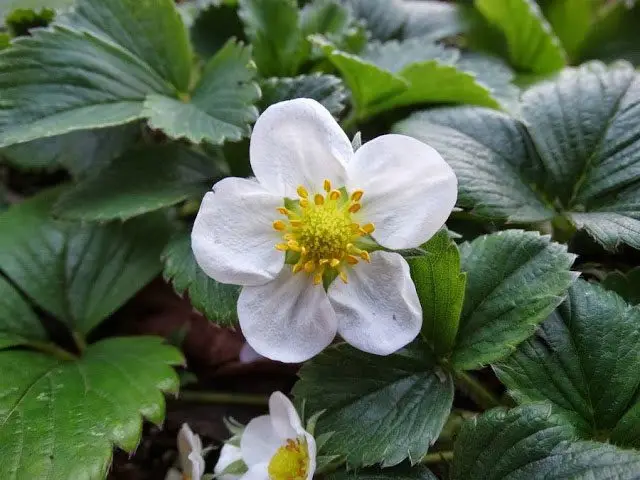 Cultivo de fresa - Flor blanca de la fresa