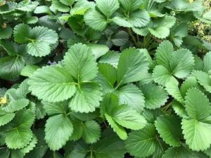 Cultivo de fresa