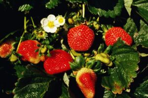 Fresas en la planta
