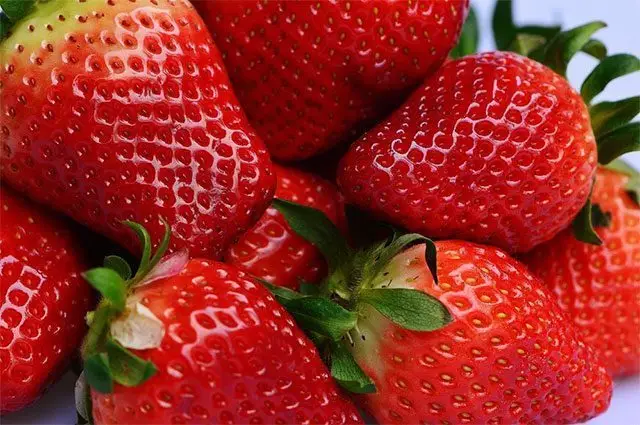Cultivo de fresa - Variedades comerciales de la fresa