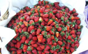 Fresas en cesta
