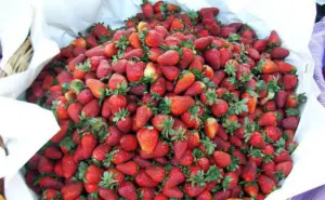 Fresas en cesta