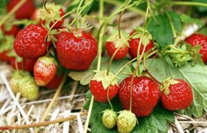 Fresas colgando de la planta