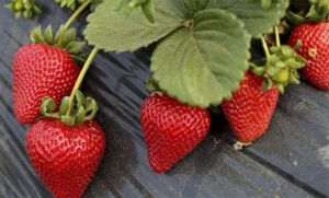 Hojas y fresas