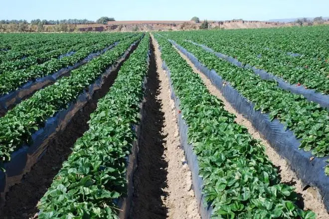 Cultivo de fresa - Siembra de cultivo de fresa en campo abierto