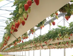 Cultivo de fresa hidropónica