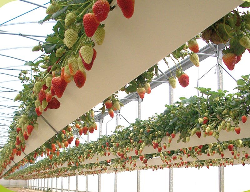 Cultivo de fresa en invernadero