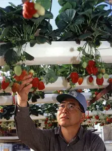 Cultivo de fresa hidropónica