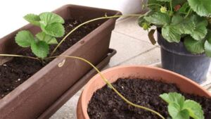 Cultivo de fresa urbano